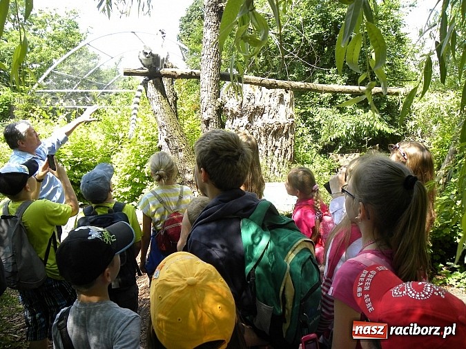 Zdjęcie w galerii na portalu naszraciborz.pl: Oko w oko z panterą śnieżną wiadomości z regionu