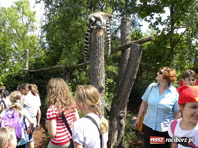 Zdjęcie w galerii na portalu naszraciborz.pl: Oko w oko z panterą śnieżną wiadomości z regionu
