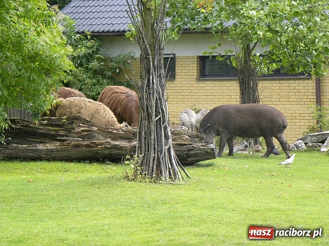 Zdjęcie w galerii na portalu naszraciborz.pl: Oko w oko z panterą śnieżną wiadomości z regionu