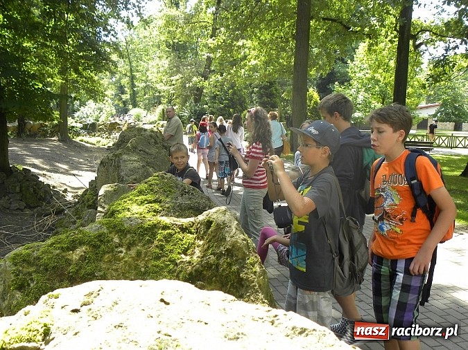Zdjęcie w galerii na portalu naszraciborz.pl: Oko w oko z panterą śnieżną wiadomości z regionu