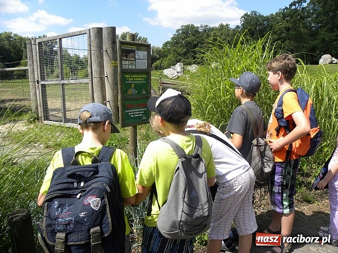Zdjęcie w galerii na portalu naszraciborz.pl: Oko w oko z panterą śnieżną wiadomości z regionu