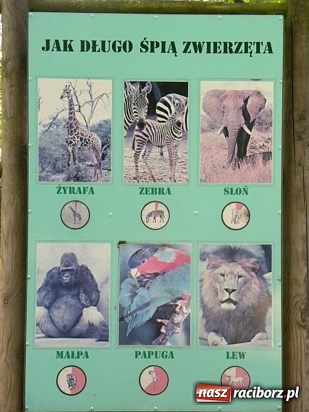 Zdjęcie w galerii na portalu naszraciborz.pl: Oko w oko z panterą śnieżną wiadomości z regionu