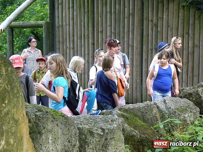 Zdjęcie w galerii na portalu naszraciborz.pl: Oko w oko z panterą śnieżną wiadomości z regionu
