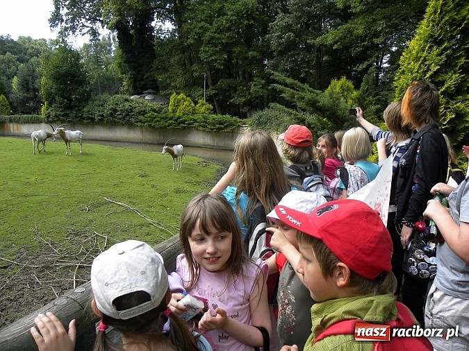 Zdjęcie w galerii na portalu naszraciborz.pl: Oko w oko z panterą śnieżną wiadomości z regionu
