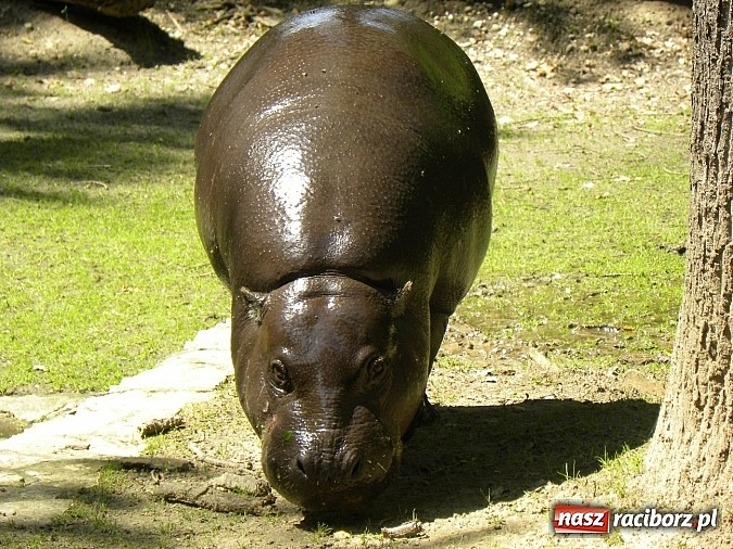 Zdjęcie w galerii na portalu naszraciborz.pl: Oko w oko z panterą śnieżną wiadomości z regionu
