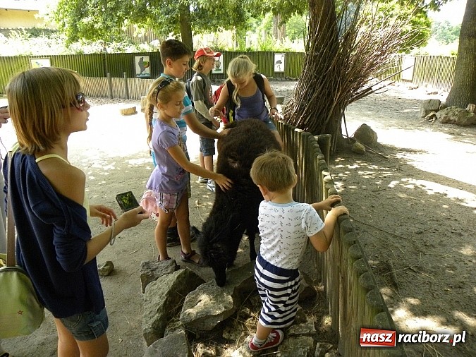 Zdjęcie w galerii na portalu naszraciborz.pl: Oko w oko z panterą śnieżną wiadomości z regionu