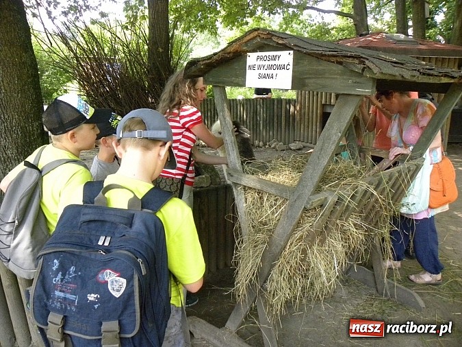 Zdjęcie w galerii na portalu naszraciborz.pl: Oko w oko z panterą śnieżną wiadomości z regionu