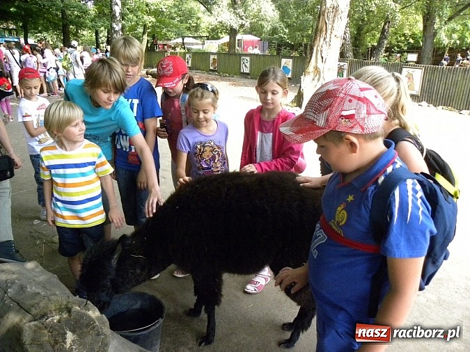 Zdjęcie w galerii na portalu naszraciborz.pl: Oko w oko z panterą śnieżną wiadomości z regionu
