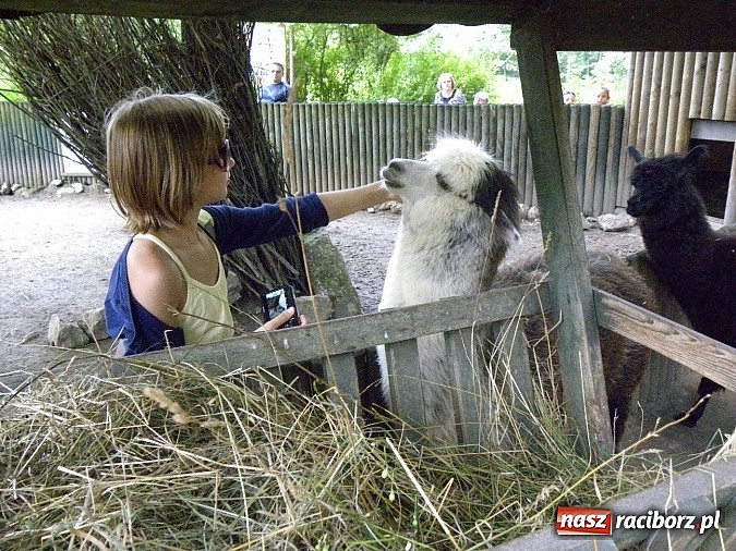 Zdjęcie w galerii na portalu naszraciborz.pl: Oko w oko z panterą śnieżną wiadomości z regionu