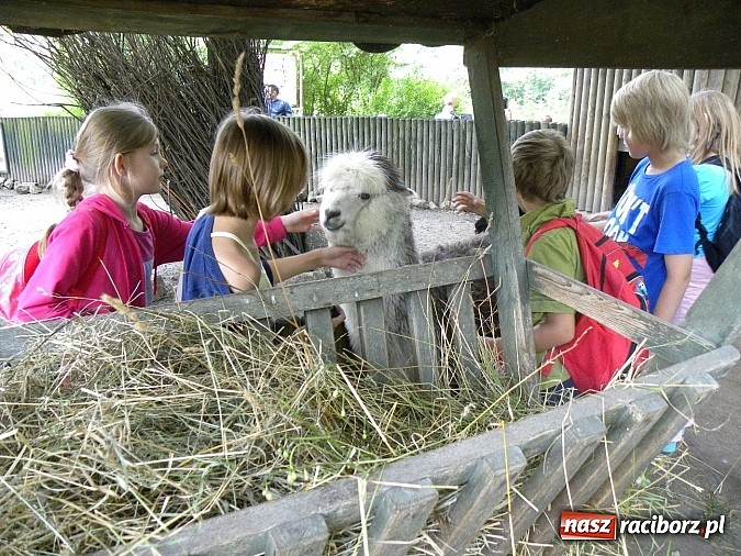 Zdjęcie w galerii na portalu naszraciborz.pl: Oko w oko z panterą śnieżną wiadomości z regionu