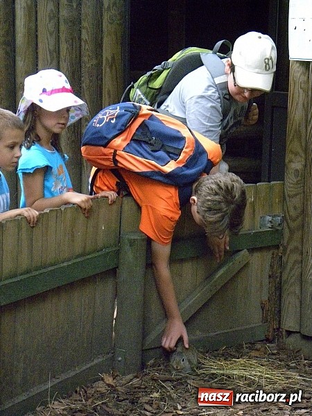 Zdjęcie w galerii na portalu naszraciborz.pl: Oko w oko z panterą śnieżną wiadomości z regionu