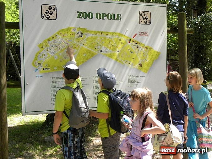 Zdjęcie w galerii na portalu naszraciborz.pl: Oko w oko z panterą śnieżną wiadomości z regionu