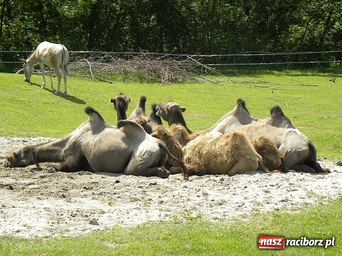 Zdjęcie w galerii na portalu naszraciborz.pl: Oko w oko z panterą śnieżną wiadomości z regionu
