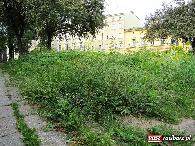 Zdjęcie w galerii na portalu naszraciborz.pl: Skwer przy Drewnianej jest w opłakanym stanie wiadomości z regionu