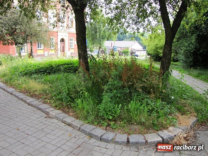Zdjęcie w galerii na portalu naszraciborz.pl: Skwer przy Drewnianej jest w opłakanym stanie wiadomości z regionu