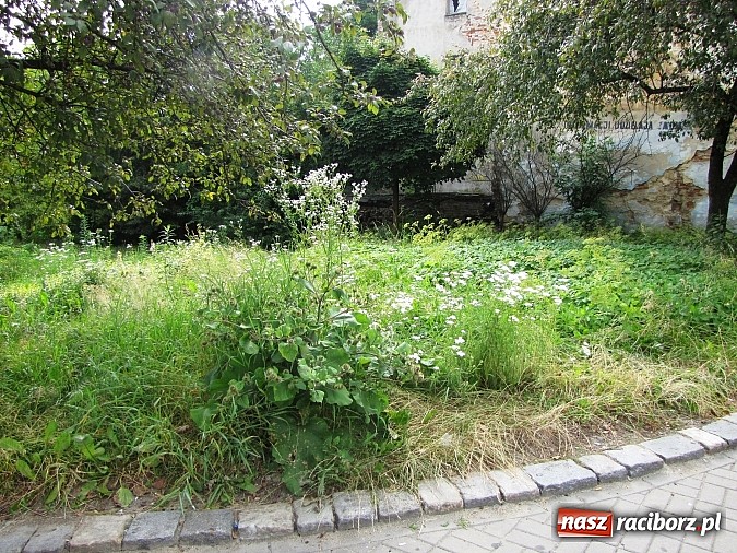Zdjęcie w galerii na portalu naszraciborz.pl: Skwer przy Drewnianej jest w opłakanym stanie wiadomości z regionu