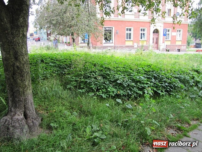 Zdjęcie w galerii na portalu naszraciborz.pl: Skwer przy Drewnianej jest w opłakanym stanie wiadomości z regionu