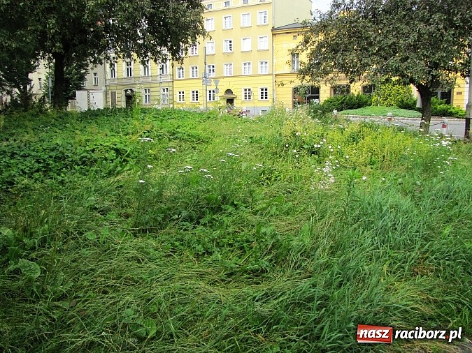 Zdjęcie w galerii na portalu naszraciborz.pl: Skwer przy Drewnianej jest w opłakanym stanie wiadomości z regionu