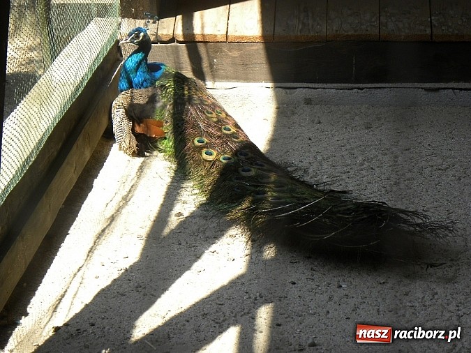 Zdjęcie w galerii na portalu naszraciborz.pl: Piknik w Zaczarowanym Ogrodzie wiadomości z regionu