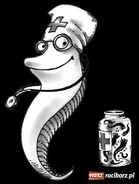 Zdjęcie w galerii na portalu naszraciborz.pl: Pijawki lekarskie dla zdrowia i urody wiadomości z regionu