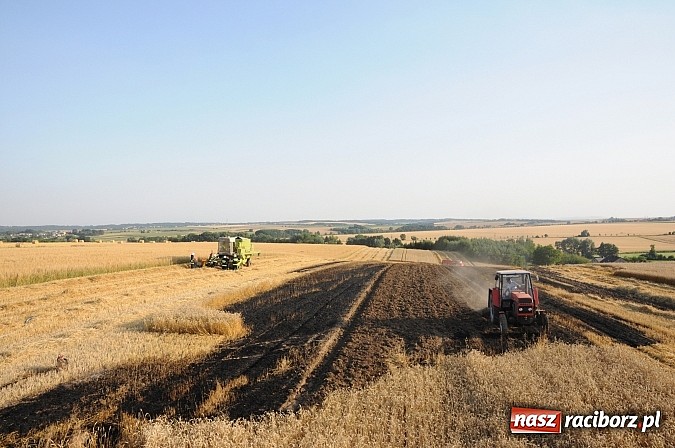 Zdjęcie w galerii na portalu naszraciborz.pl: Pożar w Pietraszynie. Strażacy ratowali zboże wiadomości z regionu