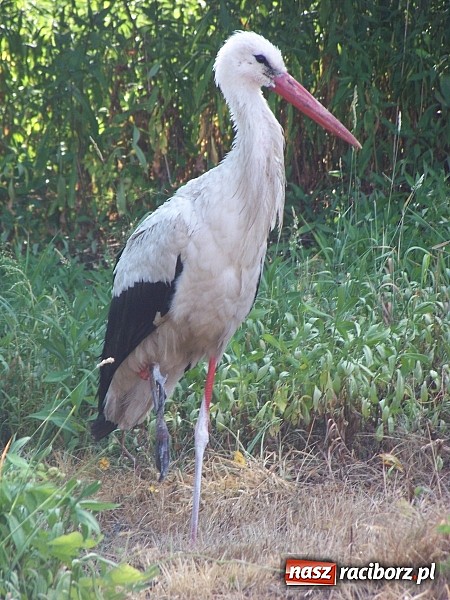 Zdjęcie w galerii na portalu naszraciborz.pl: Wielka obława na rannego jednonożnego wiadomości z regionu