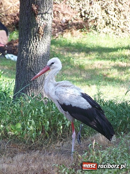 Zdjęcie w galerii na portalu naszraciborz.pl: Wielka obława na rannego jednonożnego wiadomości z regionu