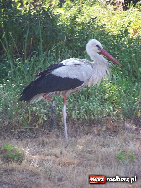 Zdjęcie w galerii na portalu naszraciborz.pl: Wielka obława na rannego jednonożnego wiadomości z regionu