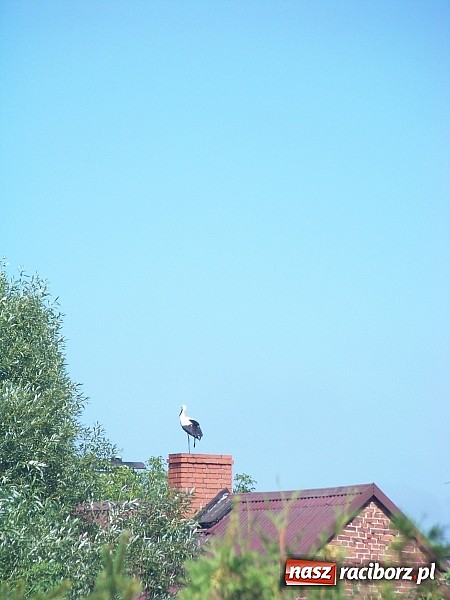 Zdjęcie w galerii na portalu naszraciborz.pl: Wielka obława na rannego jednonożnego wiadomości z regionu