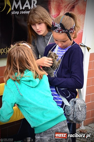Zdjęcie w galerii na portalu naszraciborz.pl: I ty możesz przygarnąć kotka! wiadomości z regionu