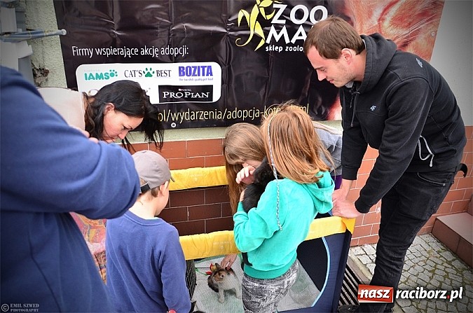 Zdjęcie w galerii na portalu naszraciborz.pl: I ty możesz przygarnąć kotka! wiadomości z regionu