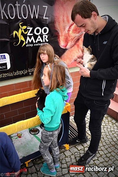 Zdjęcie w galerii na portalu naszraciborz.pl: I ty możesz przygarnąć kotka! wiadomości z regionu