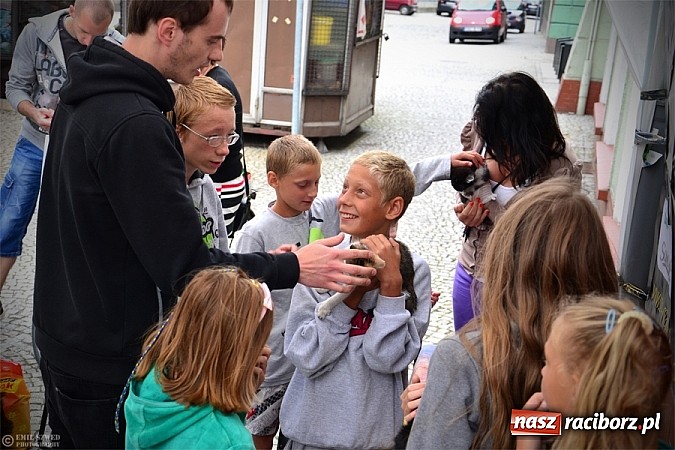 Zdjęcie w galerii na portalu naszraciborz.pl: I ty możesz przygarnąć kotka! wiadomości z regionu