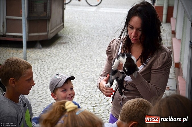 Zdjęcie w galerii na portalu naszraciborz.pl: I ty możesz przygarnąć kotka! wiadomości z regionu