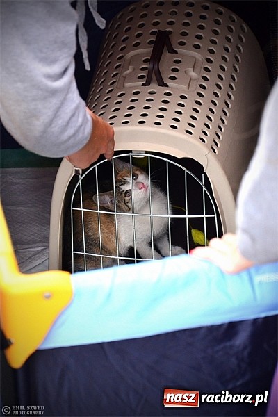 Zdjęcie w galerii na portalu naszraciborz.pl: I ty możesz przygarnąć kotka! wiadomości z regionu