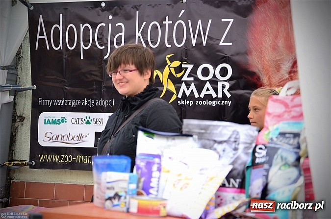 Zdjęcie w galerii na portalu naszraciborz.pl: I ty możesz przygarnąć kotka! wiadomości z regionu