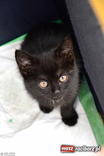 Zdjęcie w galerii na portalu naszraciborz.pl: I ty możesz przygarnąć kotka! wiadomości z regionu