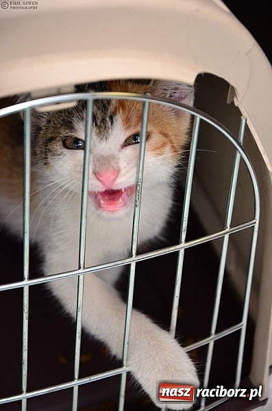 Zdjęcie w galerii na portalu naszraciborz.pl: I ty możesz przygarnąć kotka! wiadomości z regionu