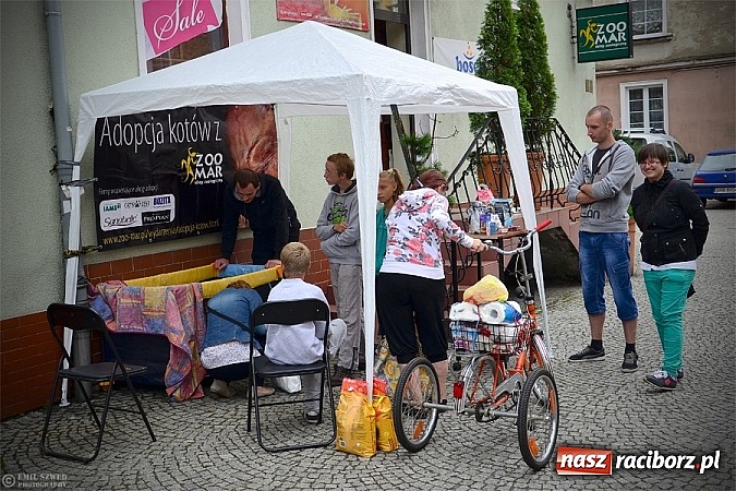 Zdjęcie w galerii na portalu naszraciborz.pl: I ty możesz przygarnąć kotka! wiadomości z regionu
