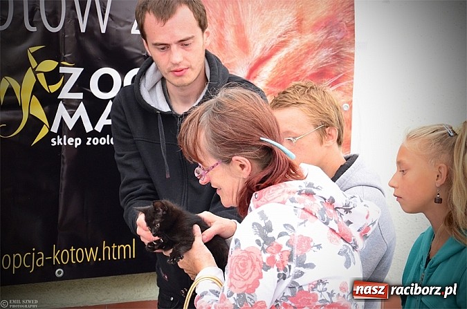 Zdjęcie w galerii na portalu naszraciborz.pl: I ty możesz przygarnąć kotka! wiadomości z regionu