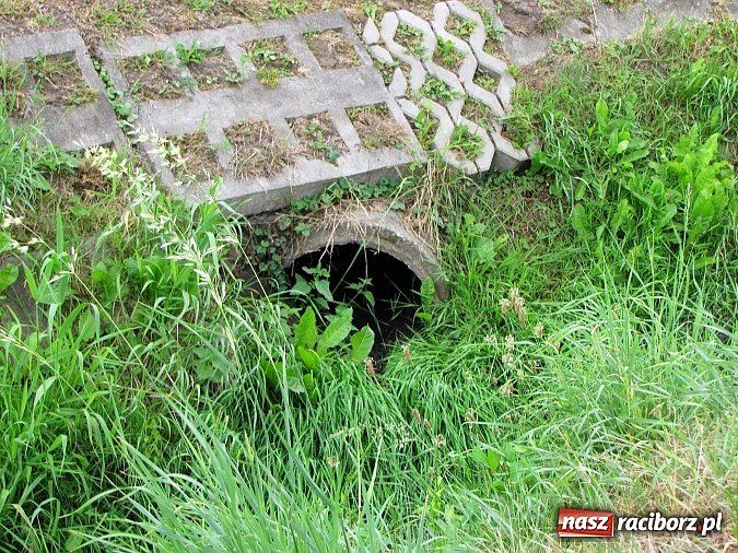 Zdjęcie w galerii na portalu naszraciborz.pl: Rów przy Rzecznej jest zarośnięty i zanieczyszczony wiadomości z regionu