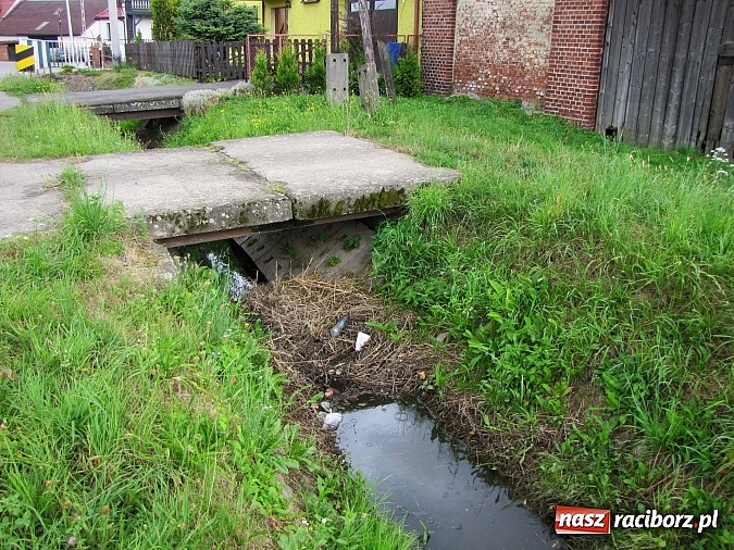 Zdjęcie w galerii na portalu naszraciborz.pl: Rów przy Rzecznej jest zarośnięty i zanieczyszczony wiadomości z regionu