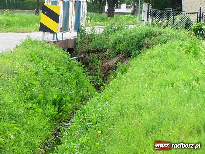Zdjęcie w galerii na portalu naszraciborz.pl: Rów przy Rzecznej jest zarośnięty i zanieczyszczony wiadomości z regionu