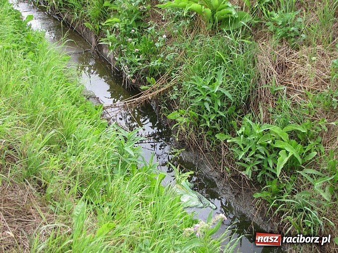 Zdjęcie w galerii na portalu naszraciborz.pl: Rów przy Rzecznej jest zarośnięty i zanieczyszczony wiadomości z regionu