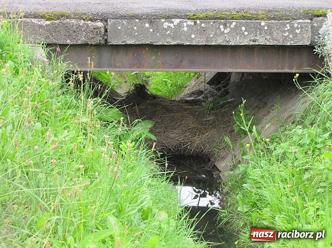 Zdjęcie w galerii na portalu naszraciborz.pl: Rów przy Rzecznej jest zarośnięty i zanieczyszczony wiadomości z regionu