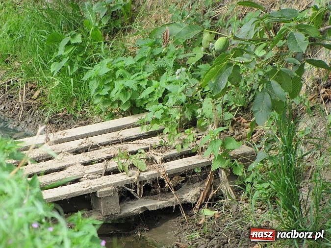 Zdjęcie w galerii na portalu naszraciborz.pl: Rów przy Rzecznej jest zarośnięty i zanieczyszczony wiadomości z regionu
