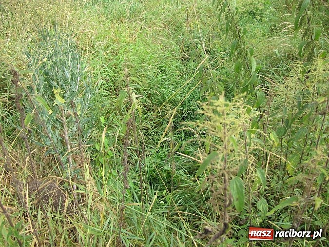 Zdjęcie w galerii na portalu naszraciborz.pl: Rów przy Rzecznej jest zarośnięty i zanieczyszczony wiadomości z regionu