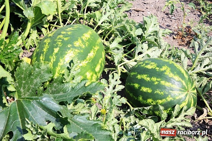 Zdjęcie w galerii na portalu naszraciborz.pl: Ogromne arbuzy wyrosły w Raciborzu! wiadomości z regionu