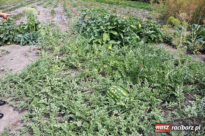 Zdjęcie w galerii na portalu naszraciborz.pl: Ogromne arbuzy wyrosły w Raciborzu! wiadomości z regionu