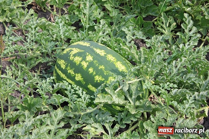 Zdjęcie w galerii na portalu naszraciborz.pl: Ogromne arbuzy wyrosły w Raciborzu! wiadomości z regionu